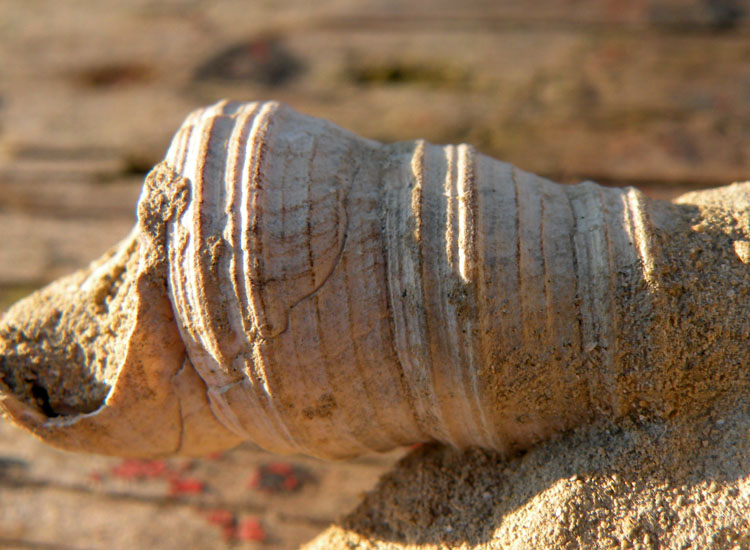 Turritella miocenica dalla Francia?